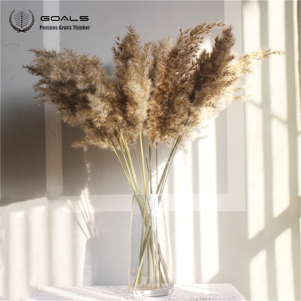 8 pcs 20pcs Free shipping real dried pampas grass decor wedding  flower bunch  natural plants decor