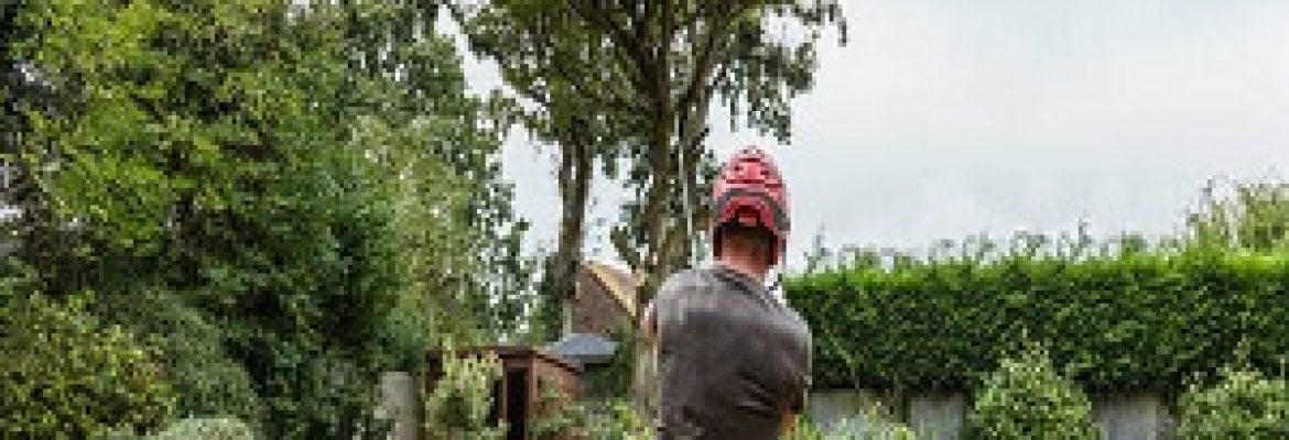 Long Beach Tree Experts