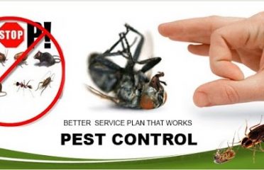 Pest Control Adelaide