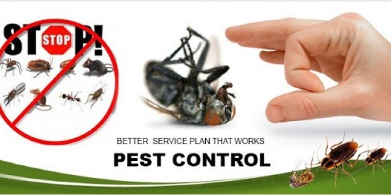 Pest R Gone – Pest Control North York