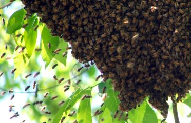 Pest Control in Brisbane