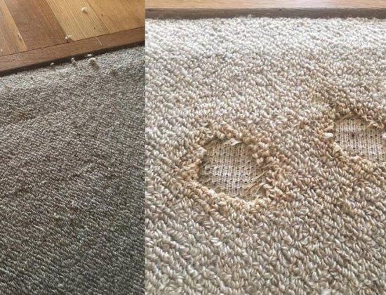 OZ Clean Team Carpet Cleaning Brisbane