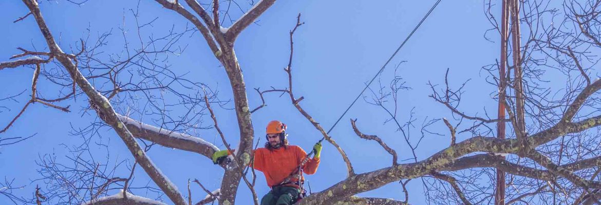 Suburban Tree Service