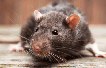 Pest Control Services Hobart