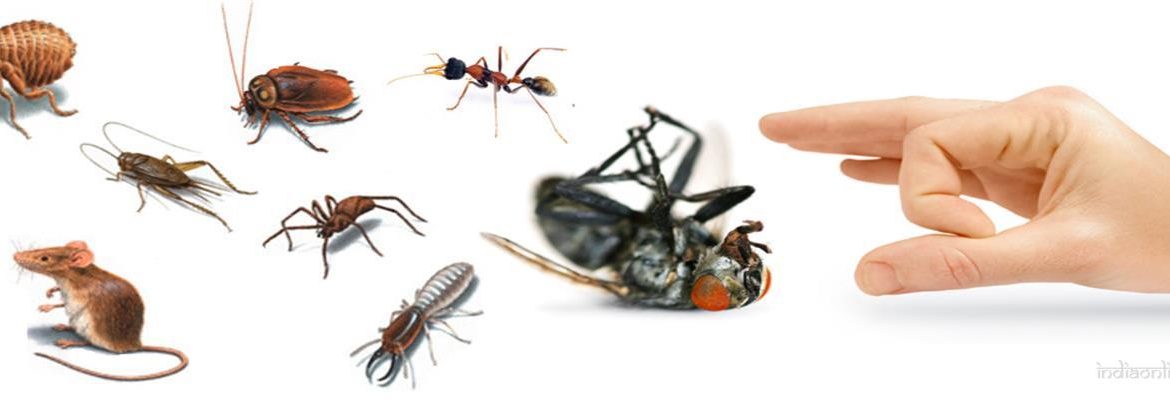 Local Pest Control Canberra