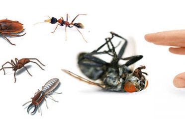 Local Pest Control Canberra