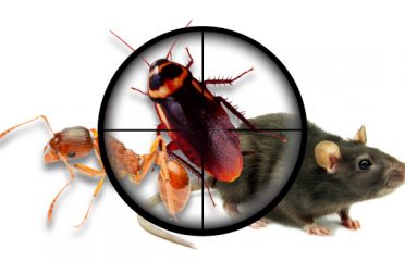 Impressive Pest Control Brisbane