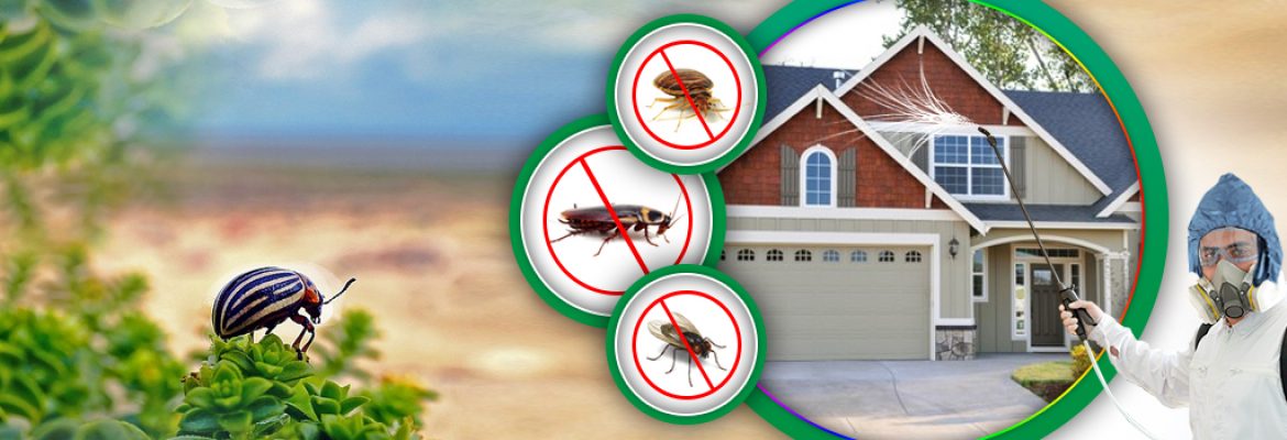 Impressive Pest Control Brisbane