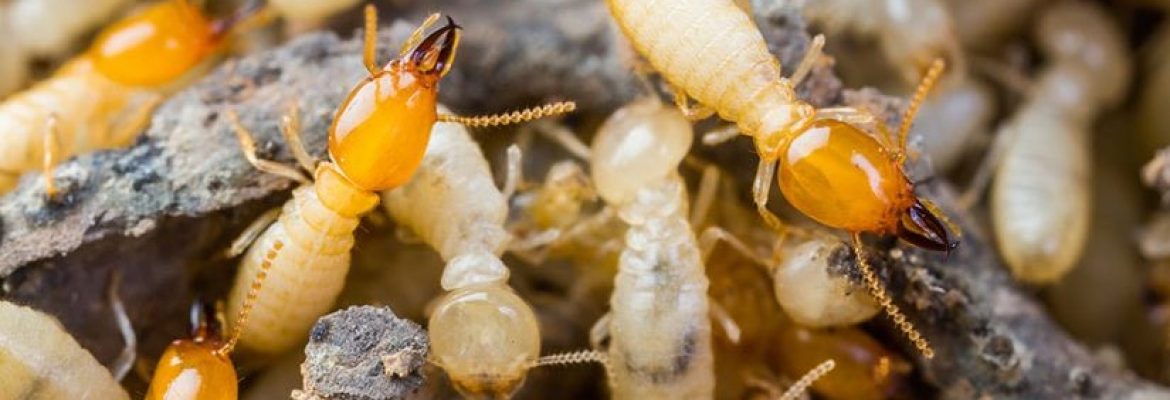 Termite Control Melbourne