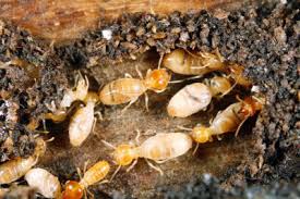 Termite Control Melbourne