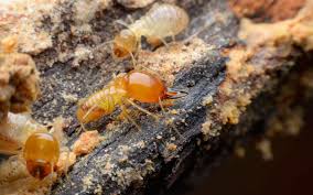 Termite Control Melbourne